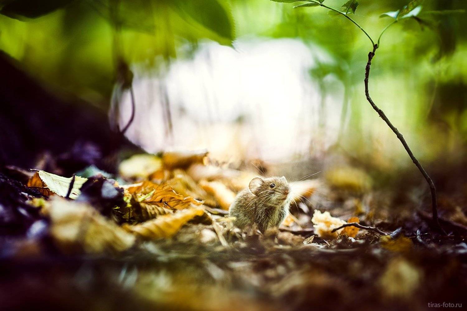 , Петренко Алёна