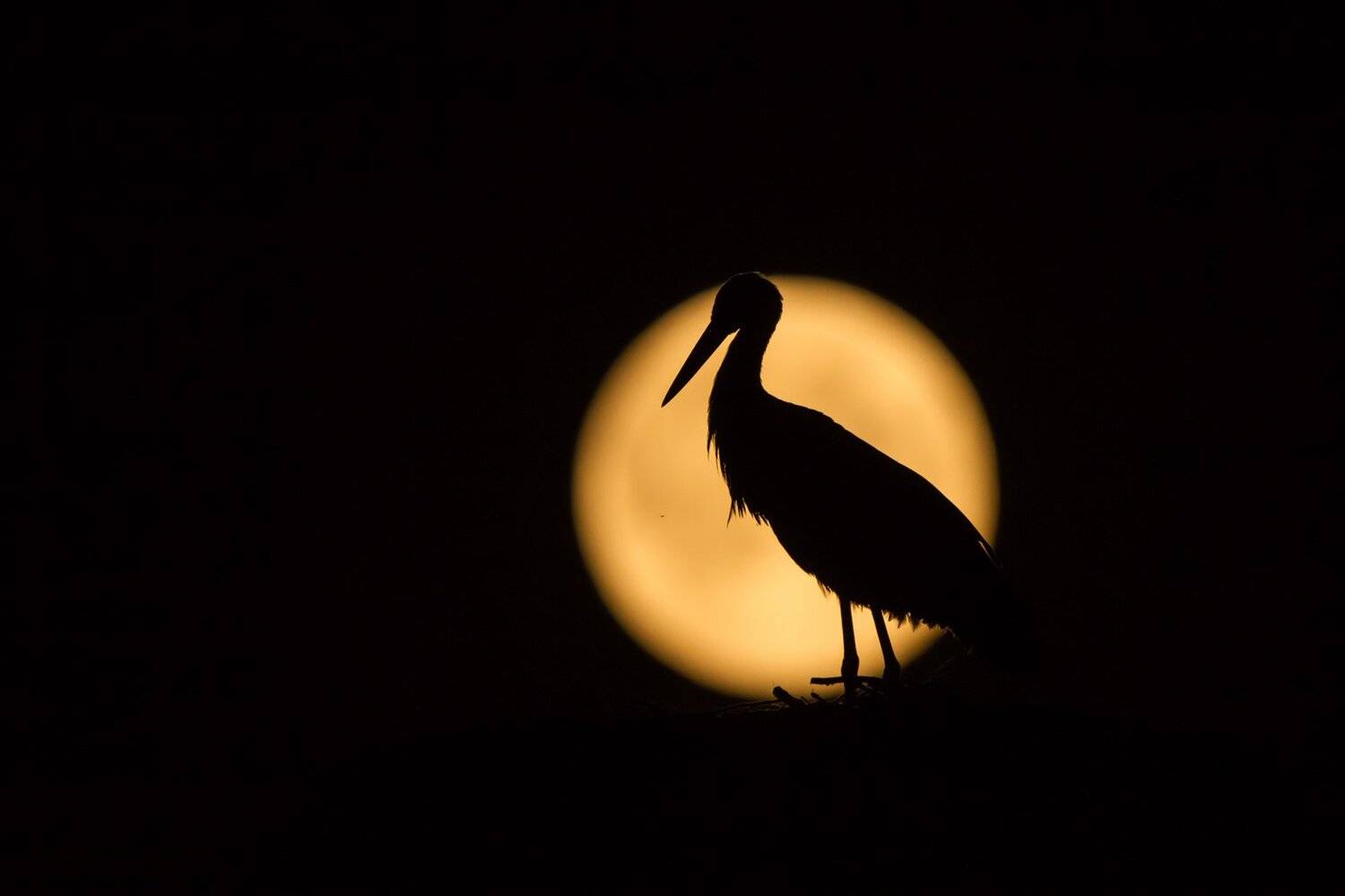 Белый аист, Борис, Борис белчев, Борис белчев Луна супер Белъй ай, Луна, Борис Белчев