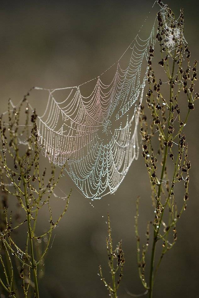 , Иваненко Светлана