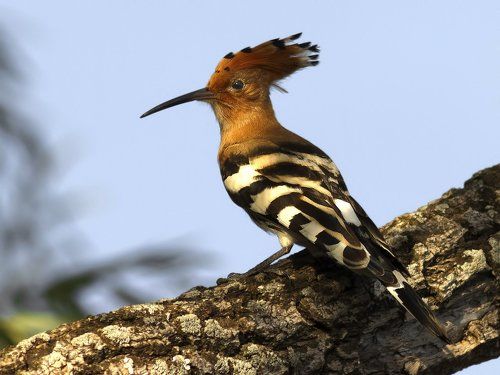 Hoopoe(Upupa epops).