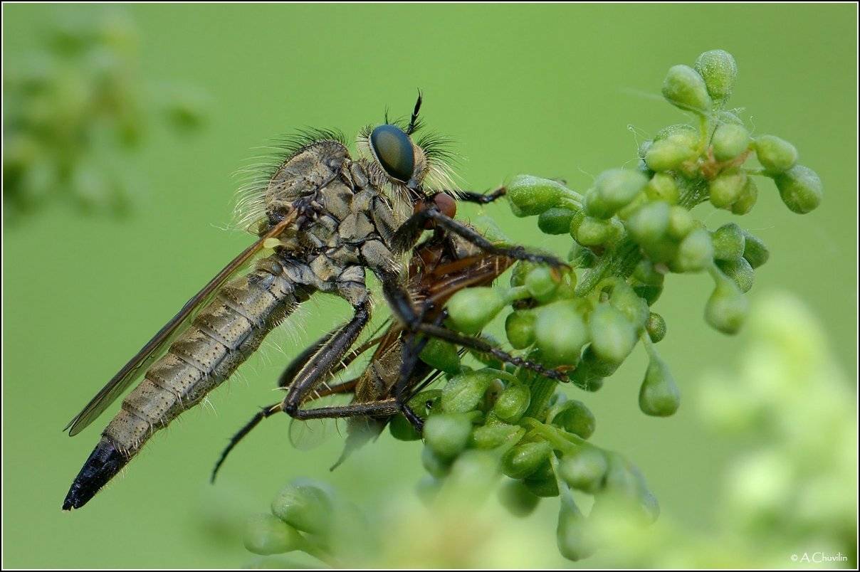 ктырь,хищная,муха,добыча,толкунчик, Александр Чувилин