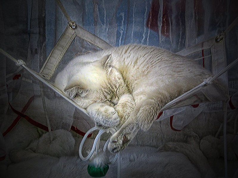 Гамак, Колыбельная, Кот, Кошка Колыбельная для кота фото превью