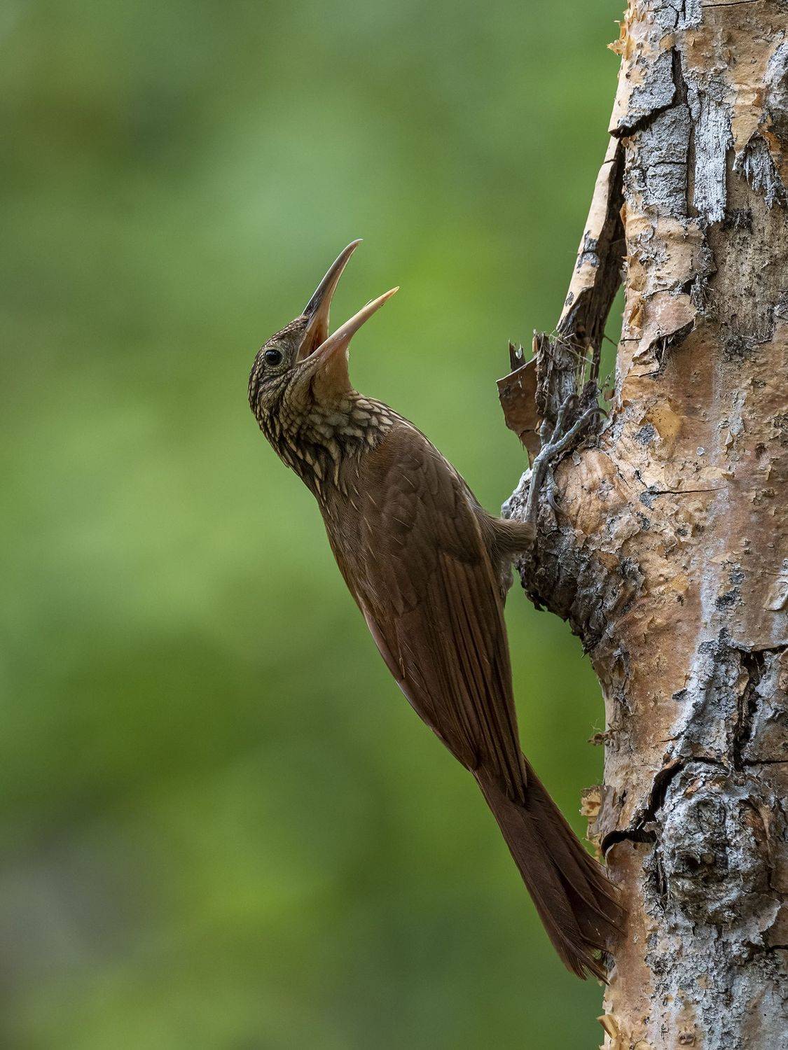 , Fernando Burgalin Sequeira