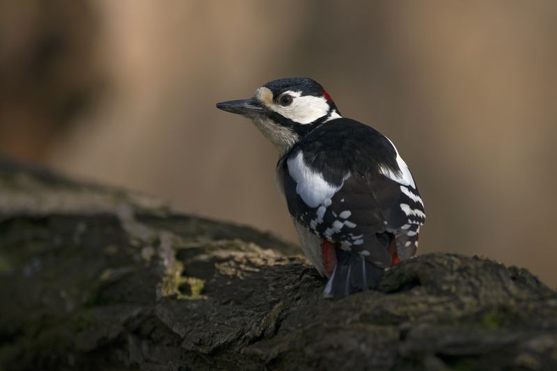 Dendrocopos major фото превью
