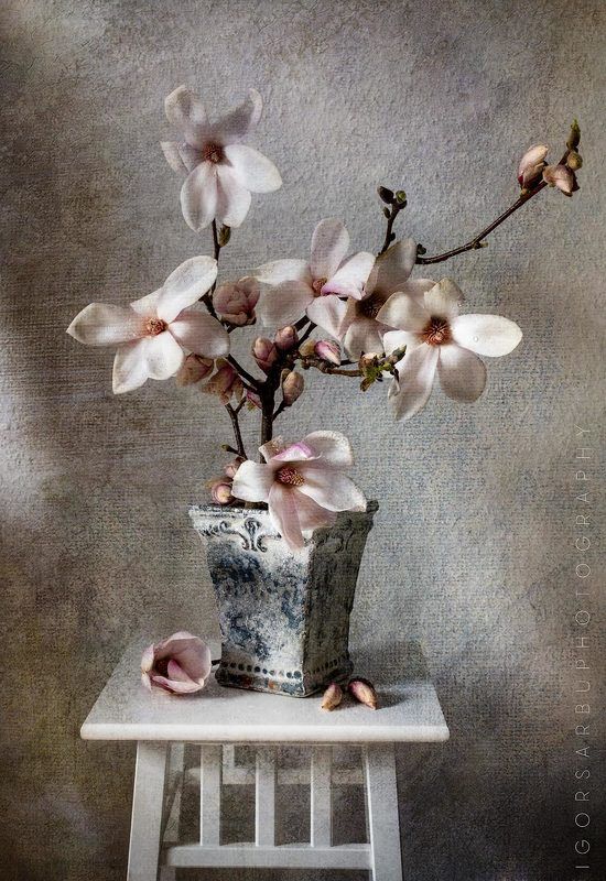 Magnolia фото превью