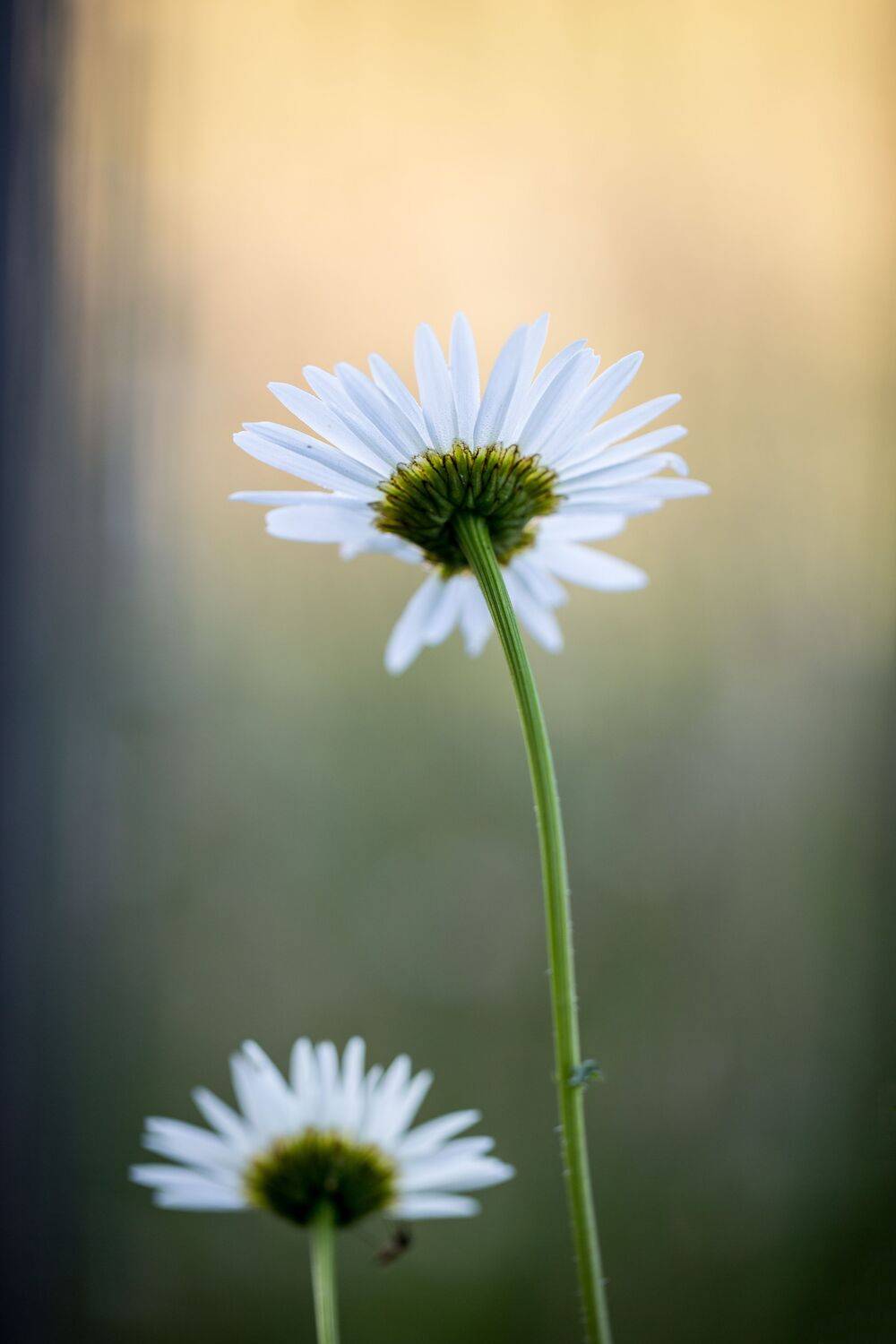 , Зеленько Дмитрий