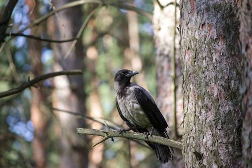 Серая ворона (Corvus cornix)
