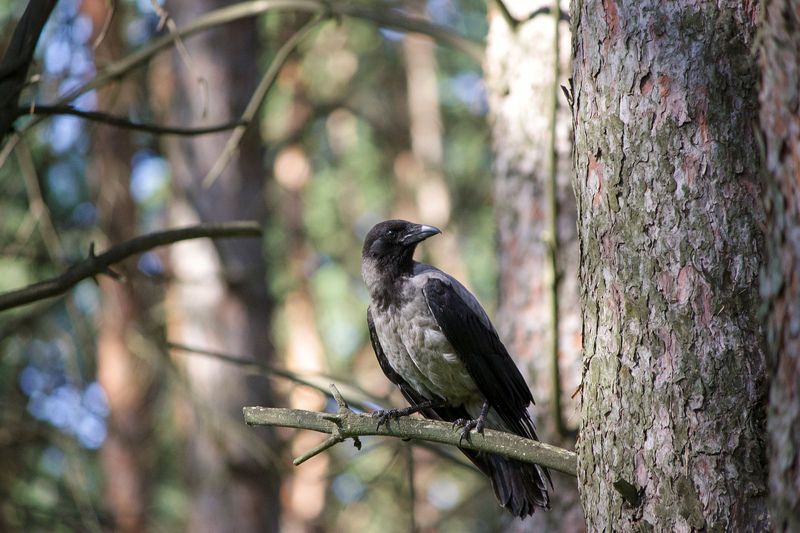 Серая ворона (Corvus cornix) фото превью