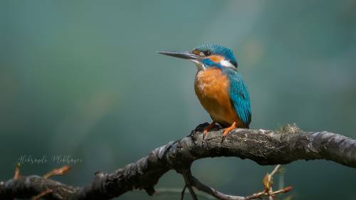 Зимородок на ветке у гнезда