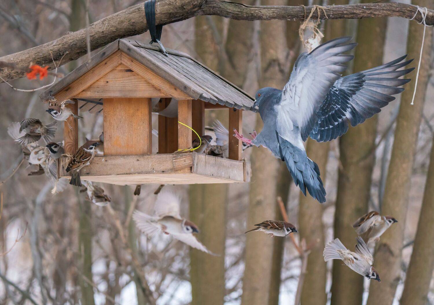 , Константин Дэм