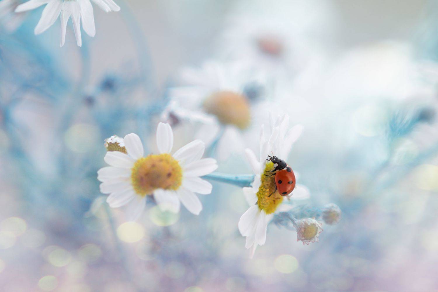 , Таня  Маркова