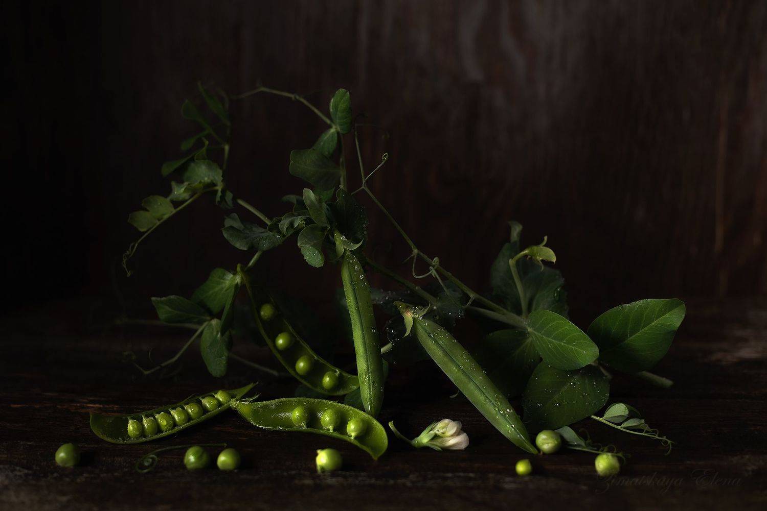 , Елена Зимацкая