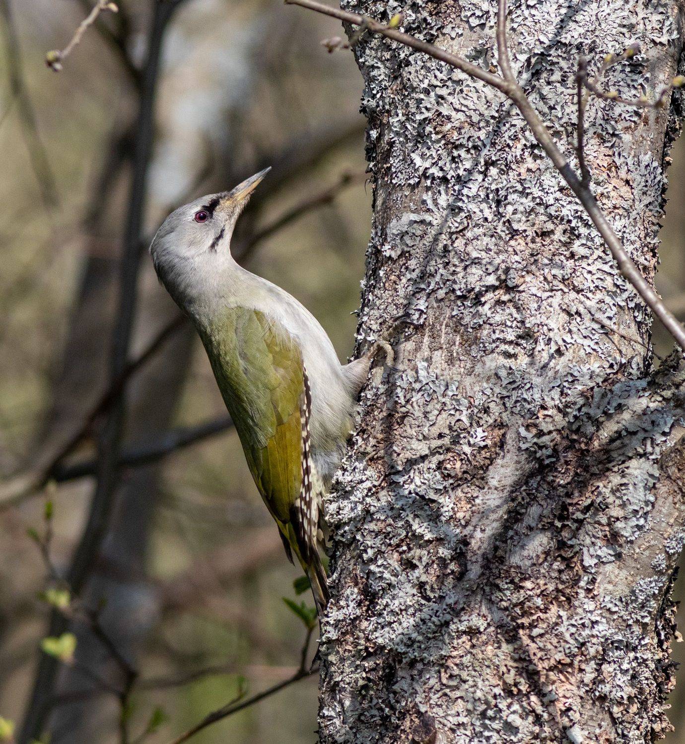 птица, дятел, седойдятел, фотоохота, birds, московскаяобласть,, Павел Краснослободцев