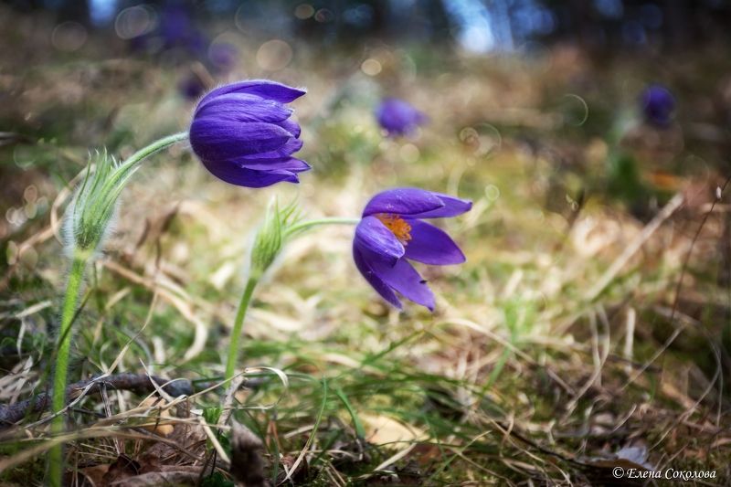 прострел, весна, первоцвет, апрель, цветы, весенние цветы, сон-трава, макро Прострел фото превью