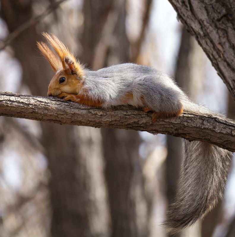 белка, весна, тепло, дождались тепла.. фото превью