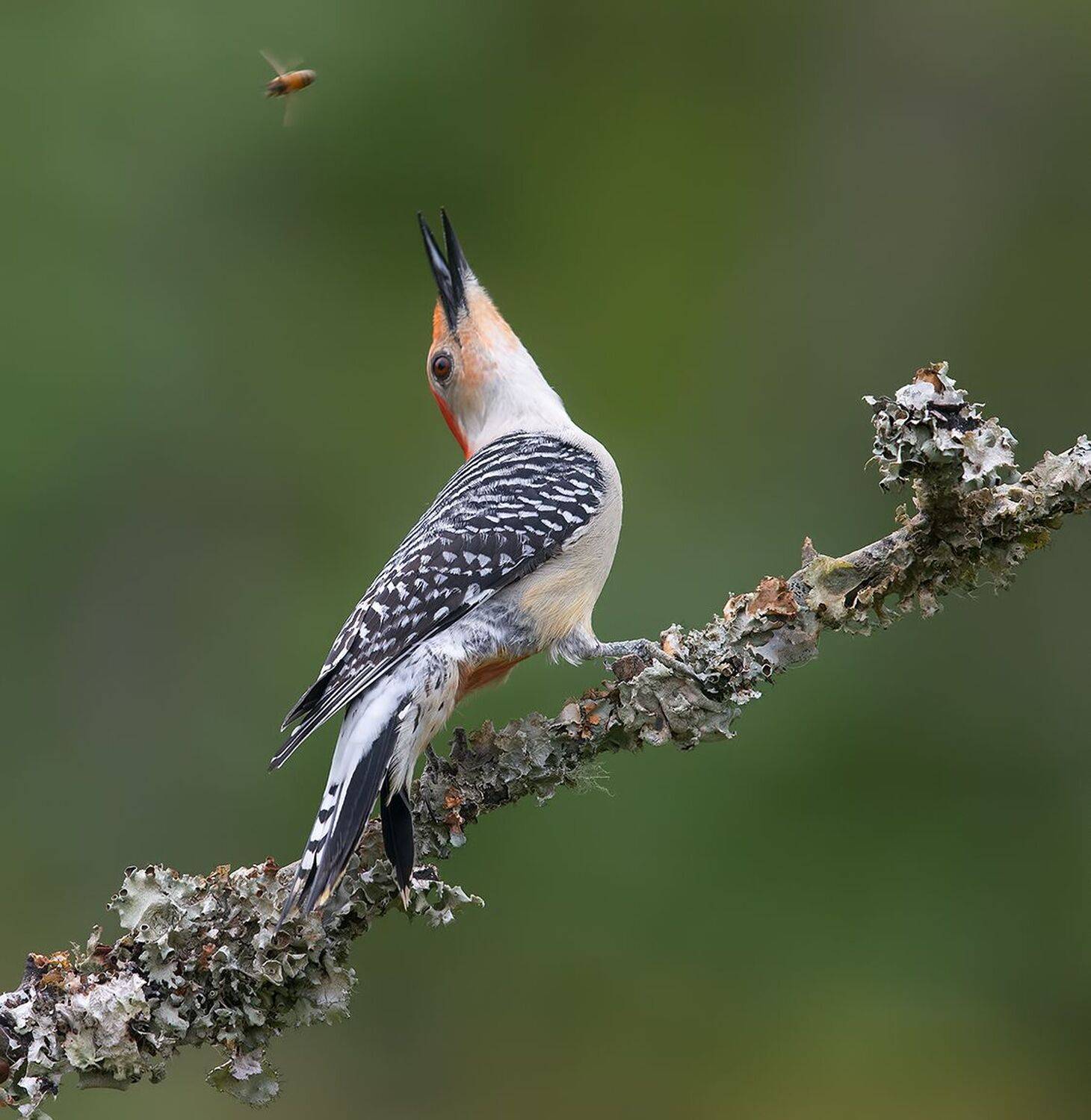 дятел, каролинский меланерпес, red-bellied woodpecker, woodpecker, Etkind Elizabeth