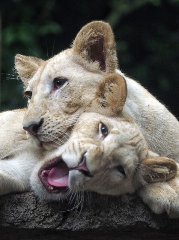 фото превью