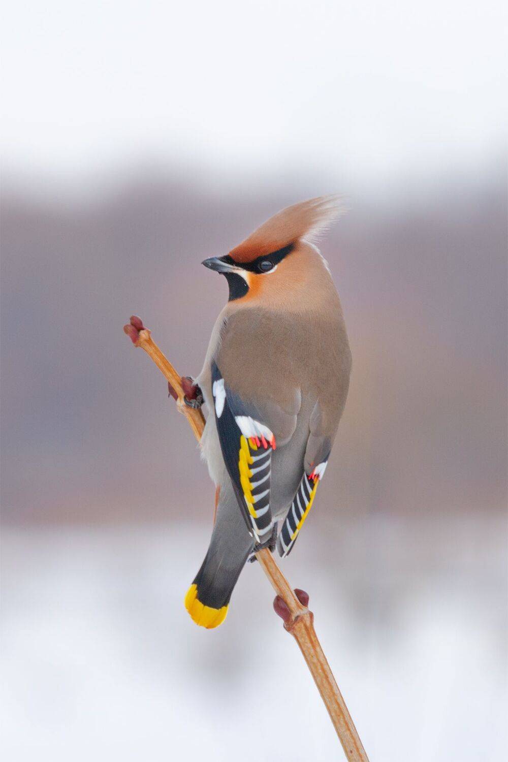 свиристель, Чудинин Дмитрий