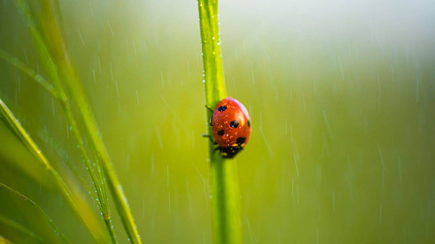 , Дмитров Андрей