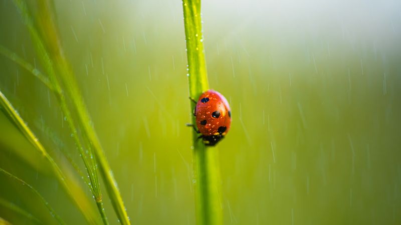Приключения божьей коровки фото превью