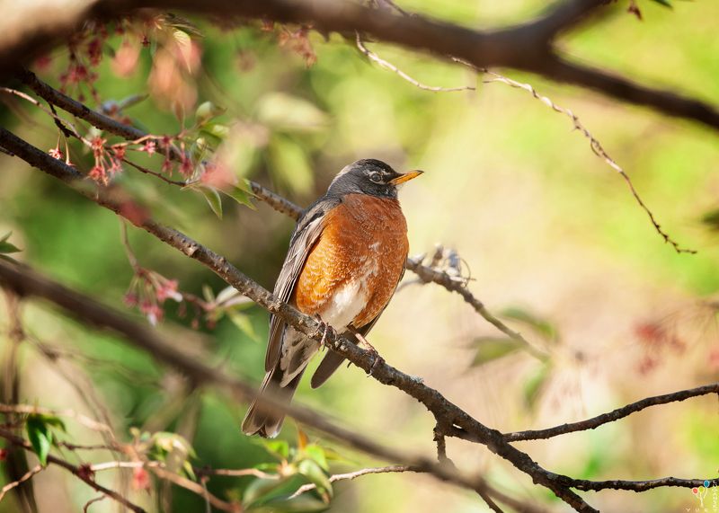 April фото превью