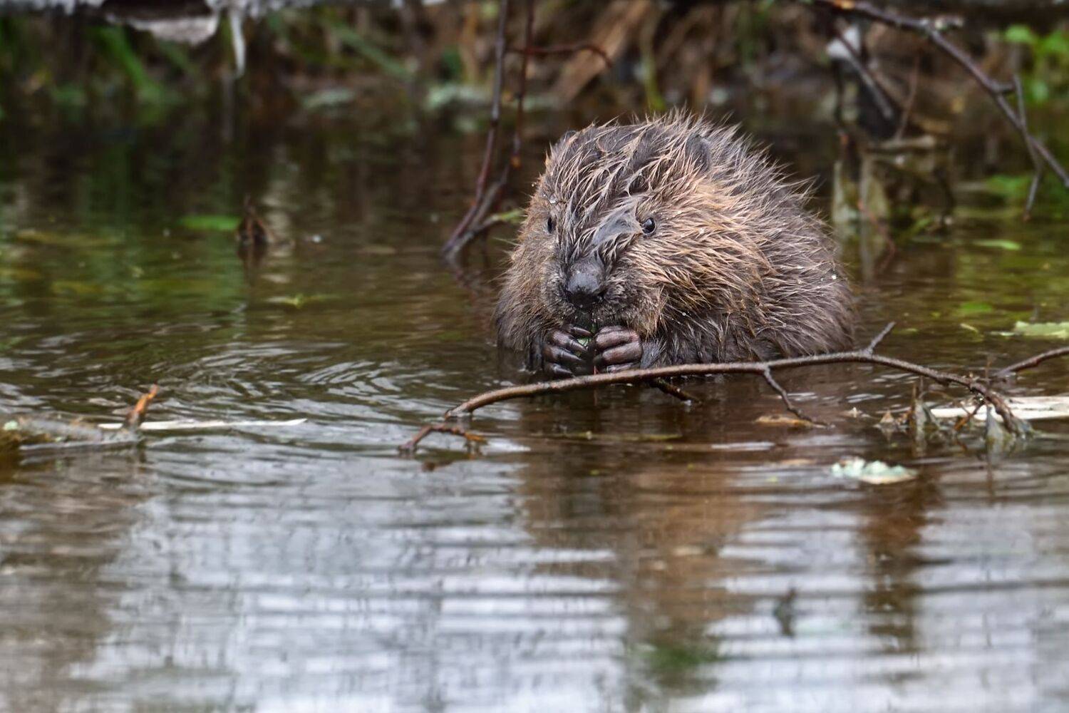 лес,животные,река,бобёр,отражение, Виталий Полуэктов