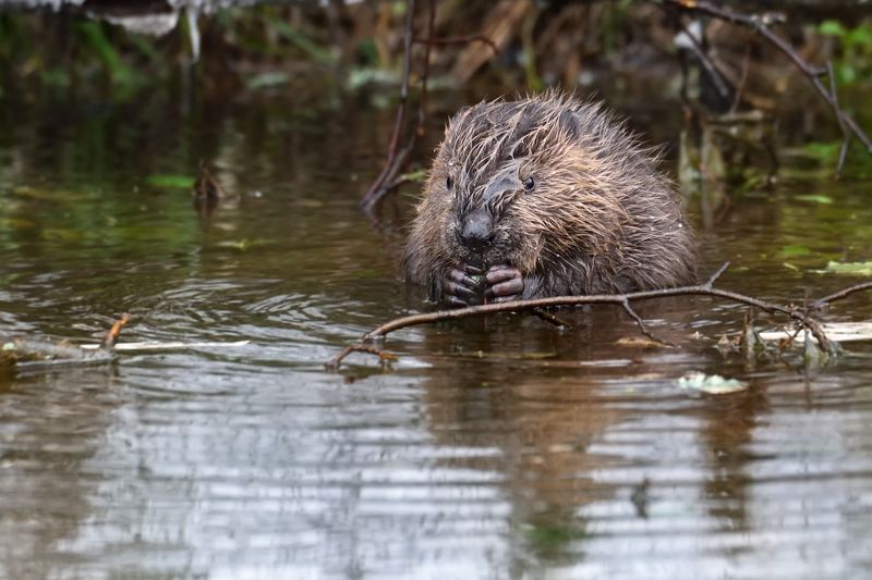 *** фото превью