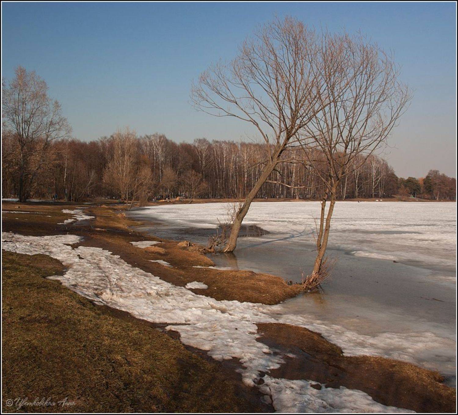 весна, кузьминки, деревья, Анна Цветковская
