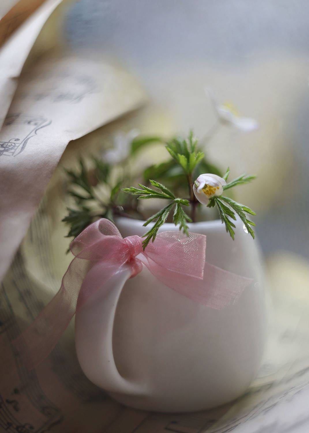 ветреница,расцветай,макро, натюрморт, розовый бантик,весна,маленький кувшинчик,гелиос 44-3, Горюкина Ирина