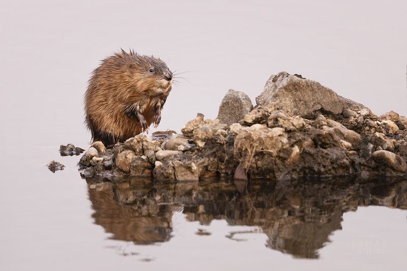ондатра, мускусная крыса, сибирь Ондатра фото превью