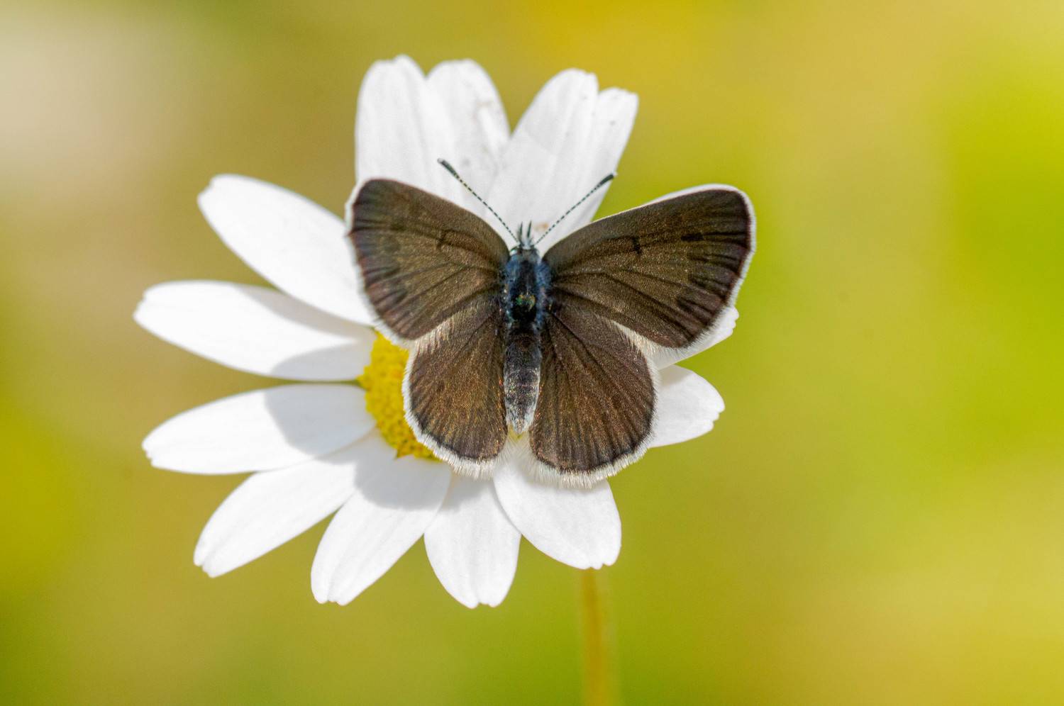Karag&ouml;zmavisi ,butterfly,macro_turk,, irfan