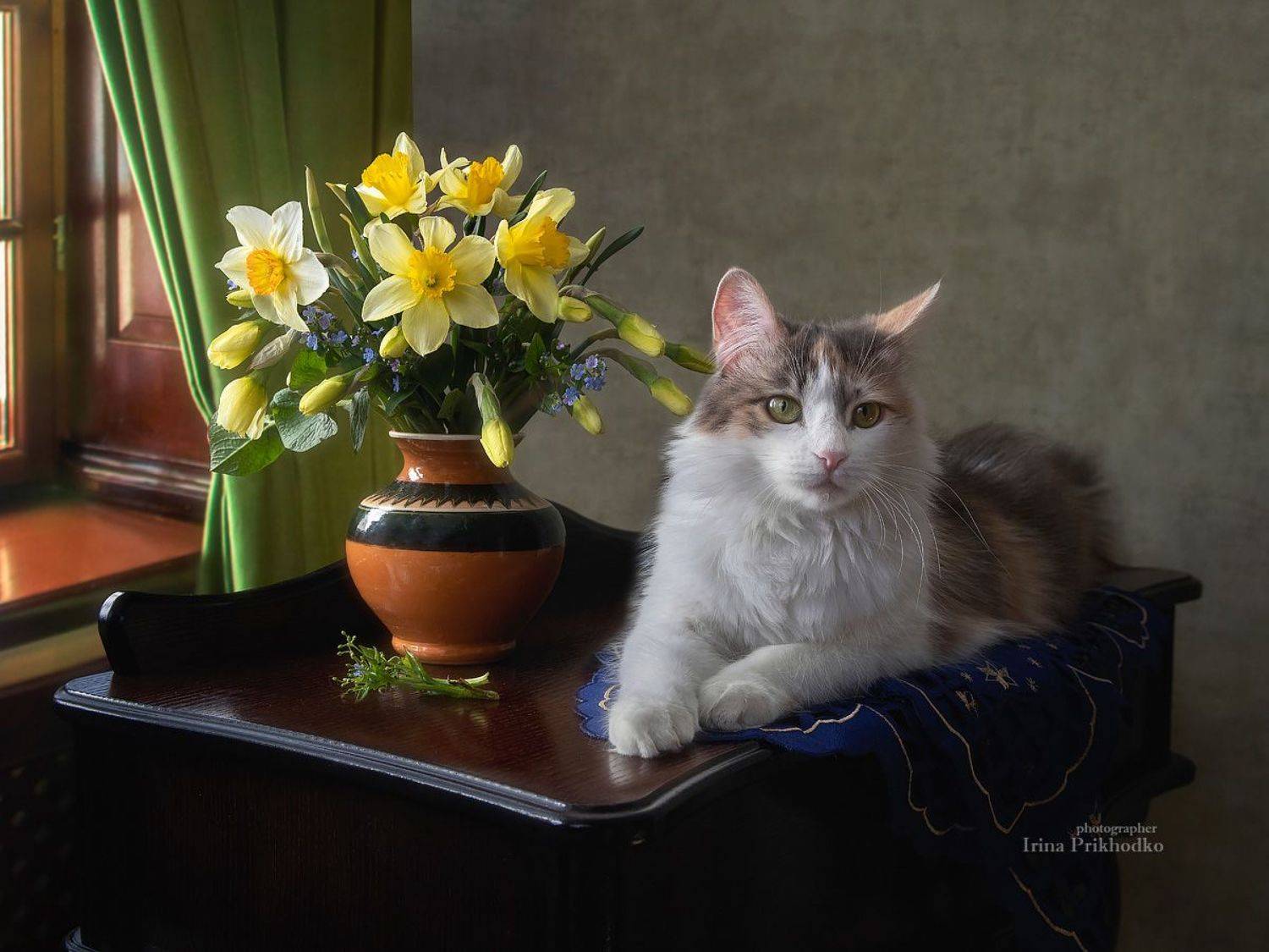 натюрморт, котонатюрморт, весна, цветы, нарциссы, букеты, кошка, домашние питомцы, Приходько Ирина