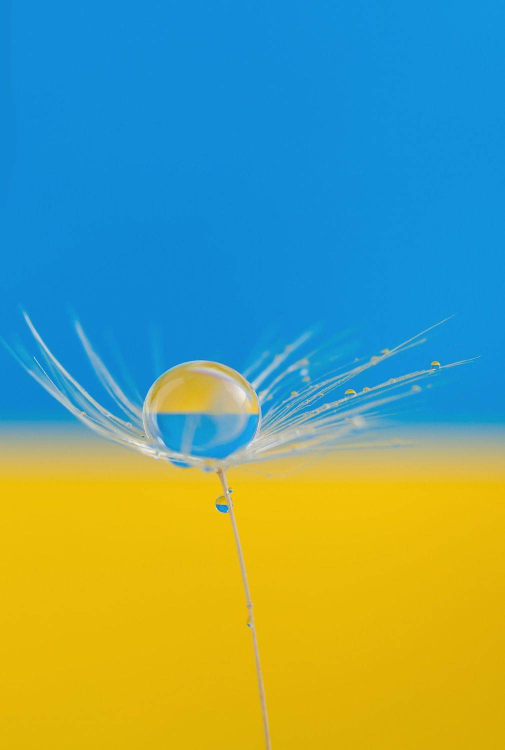 #dandelion, #wallpaper, #drops, #waterdrops, #macro, #macrophotography, #macrophoto, #nature, #ukraina, #print, #background, #backdrop #closeup, Вікторія Крулько