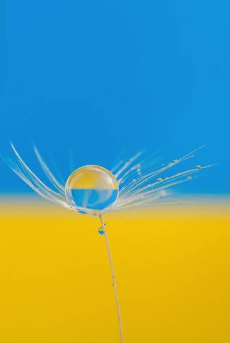 Yellow-blue