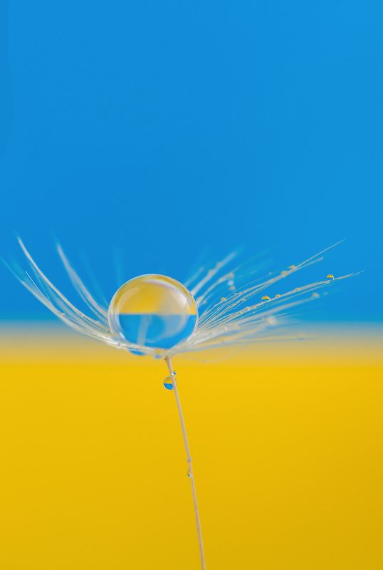 #dandelion, #wallpaper, #drops, #waterdrops, #macro, #macrophotography, #macrophoto, #nature, #ukraina, #print, #background, #backdrop #closeup Yellow-blue фото превью