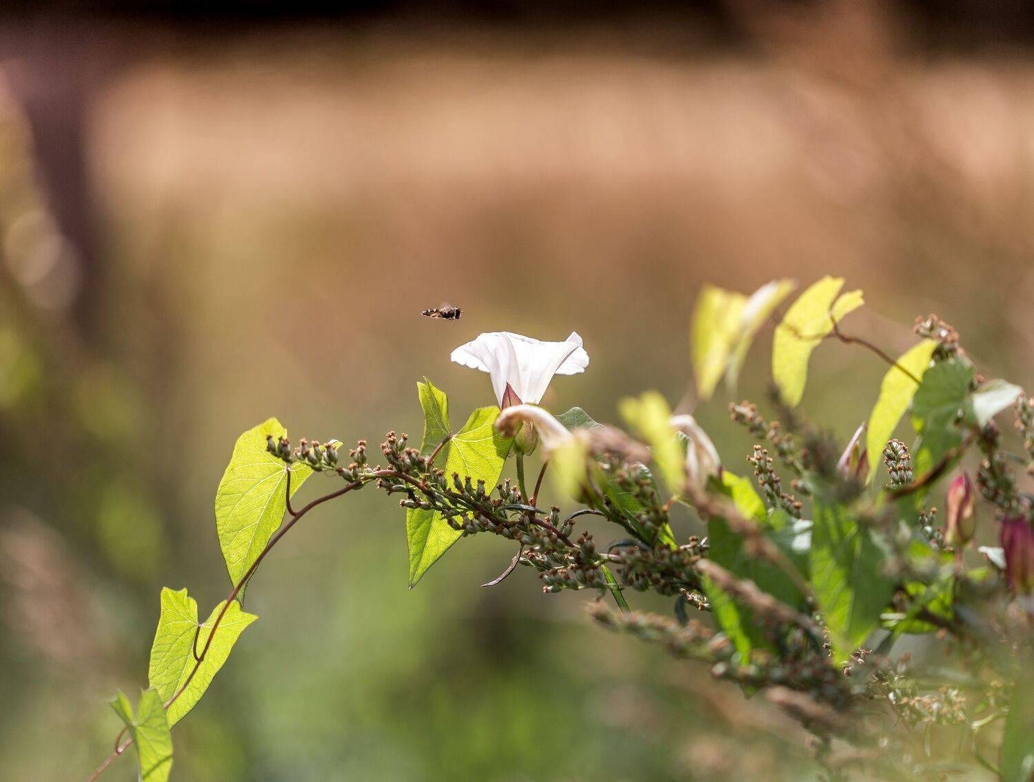 , Зеленько Дмитрий