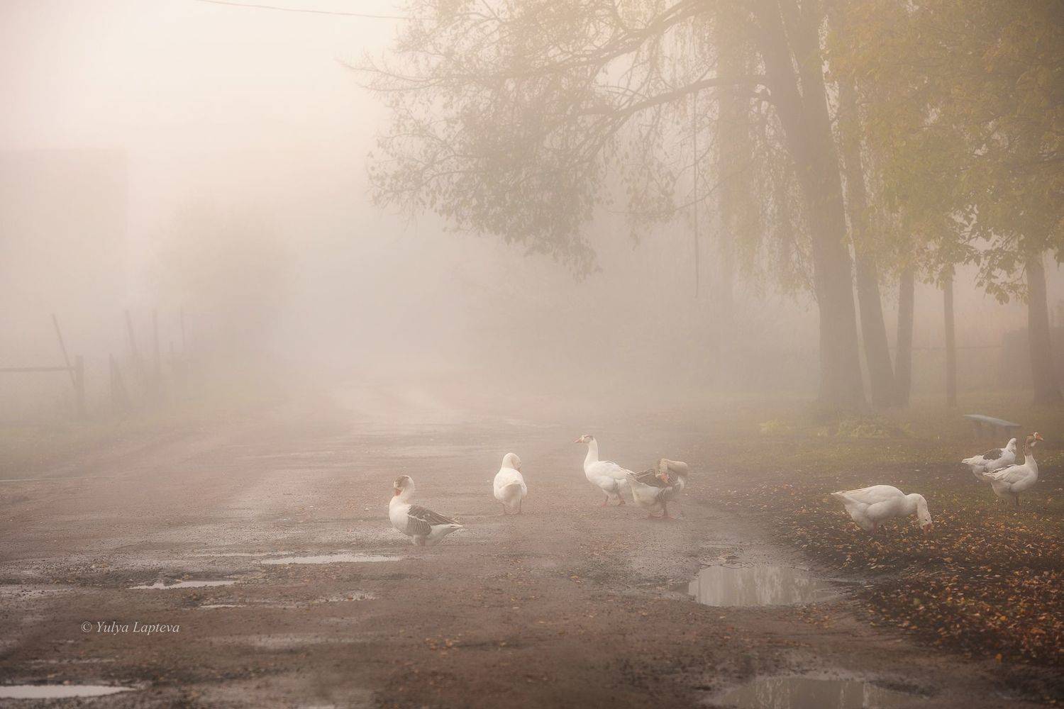 , Юлия Лаптева