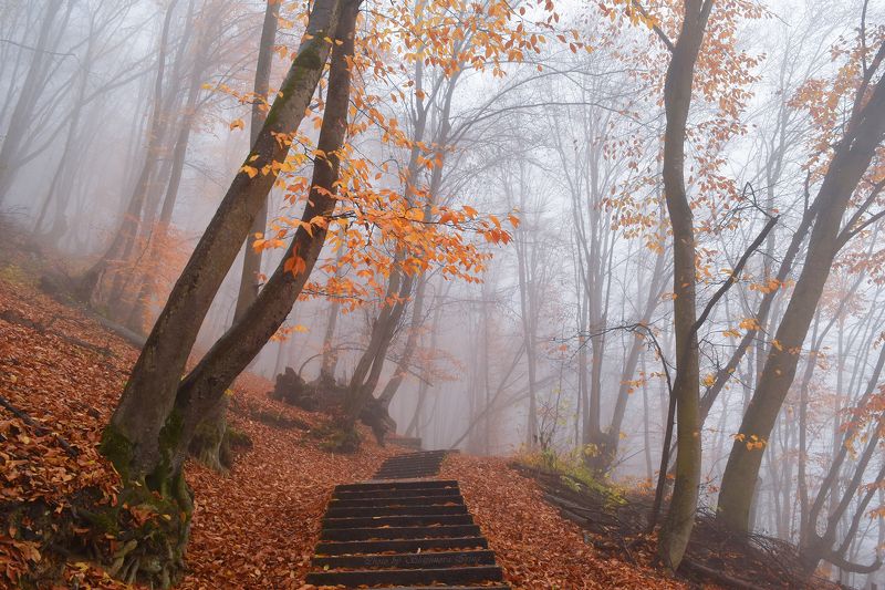 Золото осени фото превью