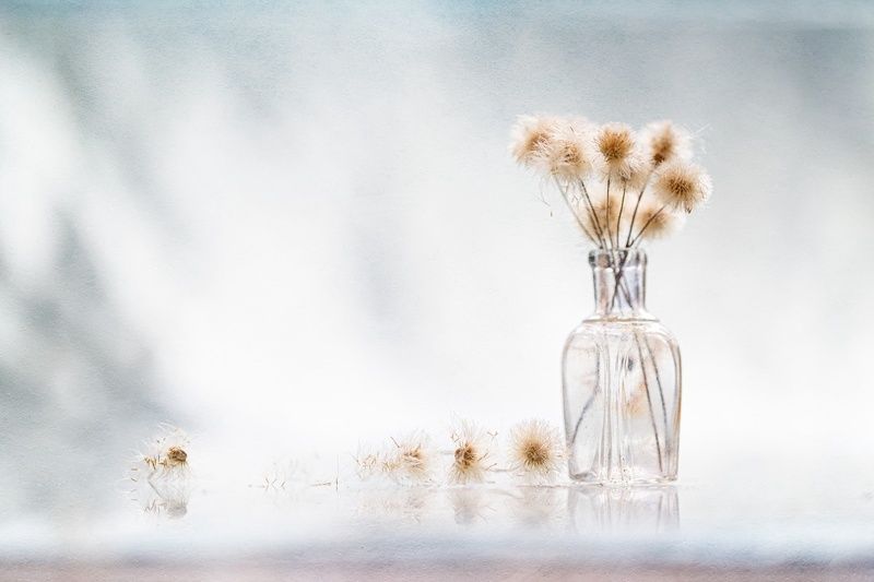 close-up, still life Melanholy of spring фото превью