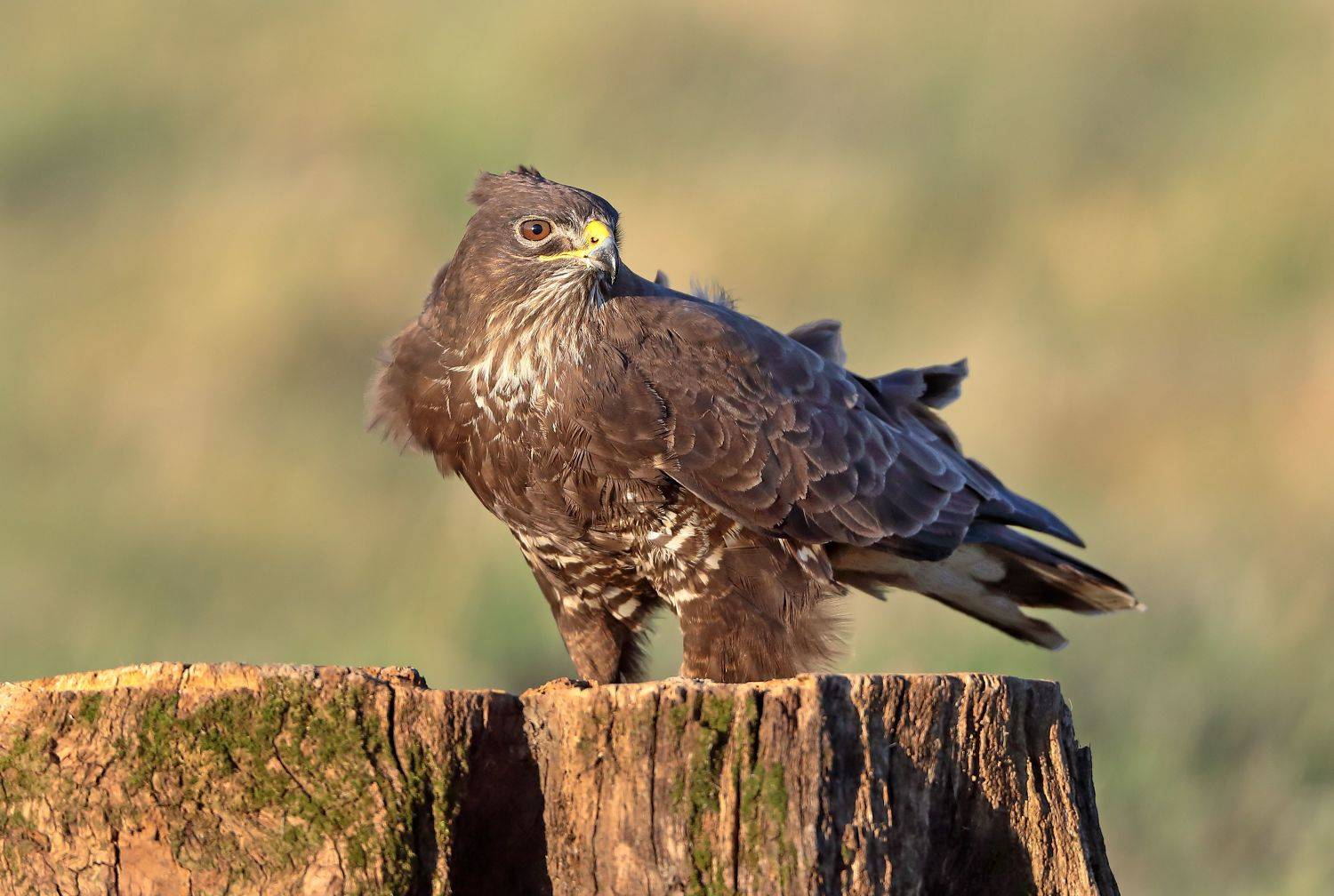 канюк, Александр Гусар