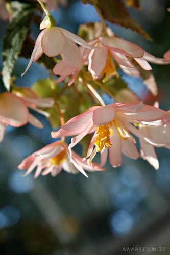 Бегония ампельная. Вертикальный вариант