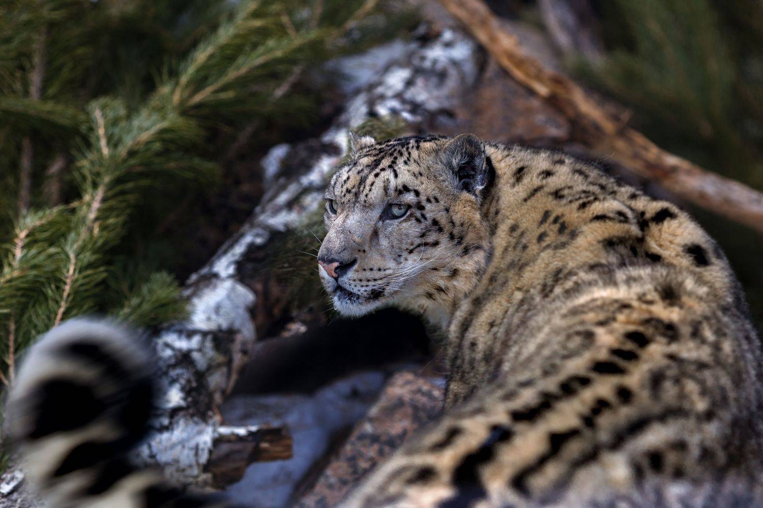 снежный барс, Богданов Олег