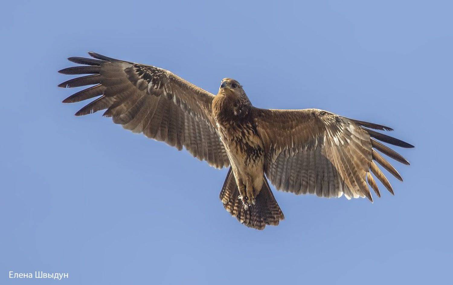 bird of prey, animal, birds, bird,  animal wildlife,  nature,  animals in the wild,подорлик, малый_подорлик, lesser spotted eagle, Елена Швыдун