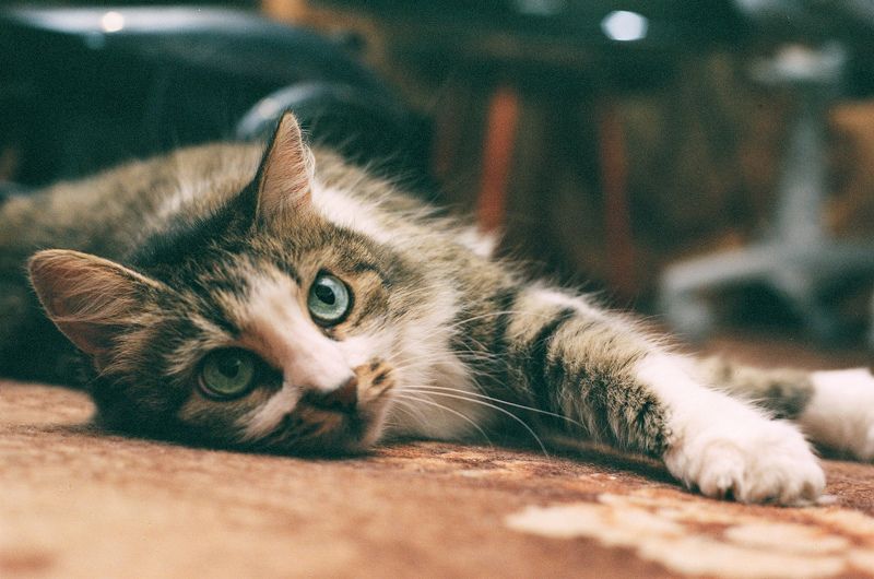 Мурка фото превью