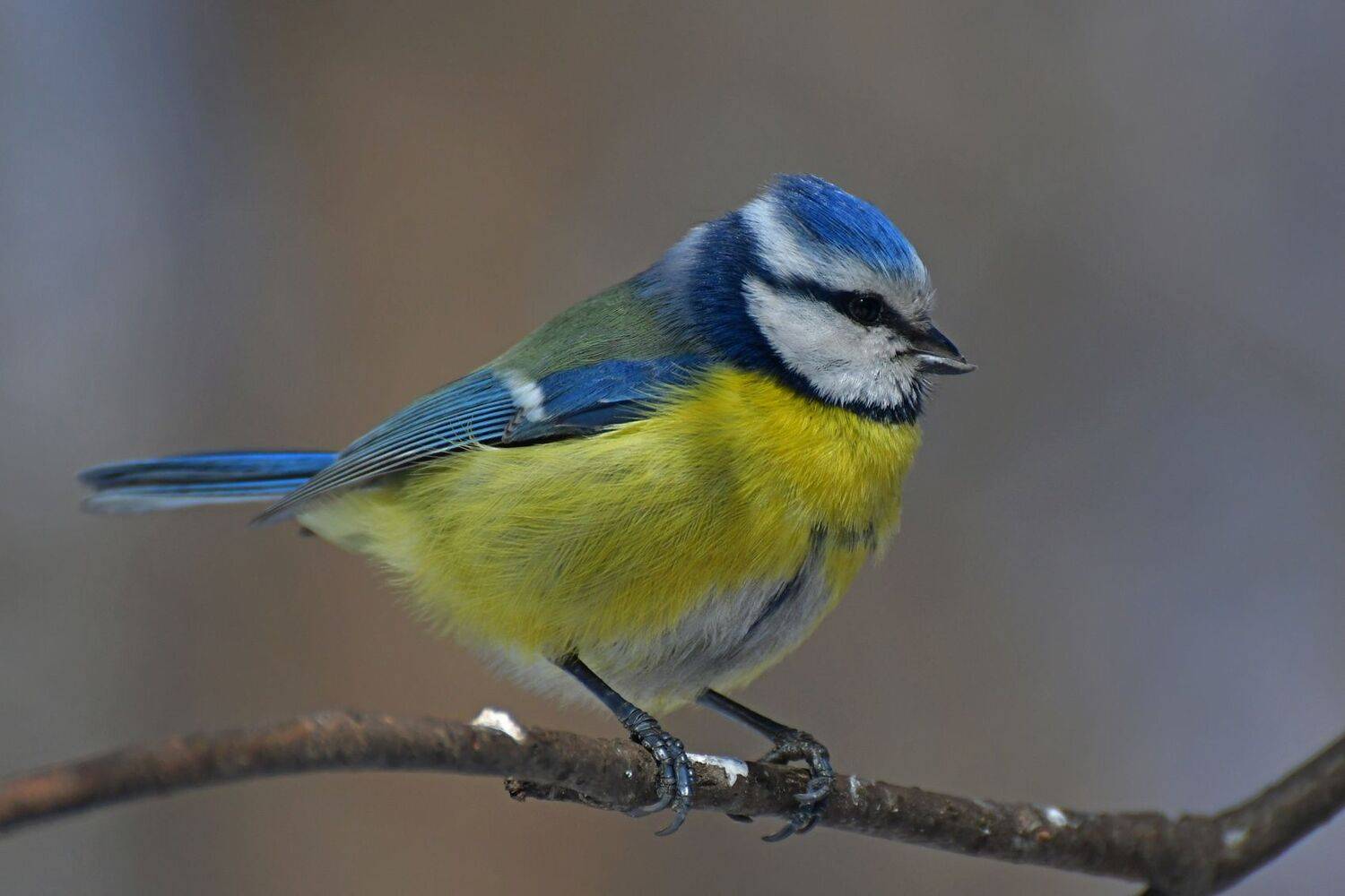 , Корнейчук Игорь