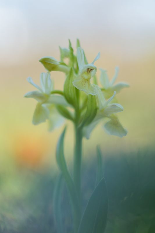 Dactylorhiza sambucina фото превью