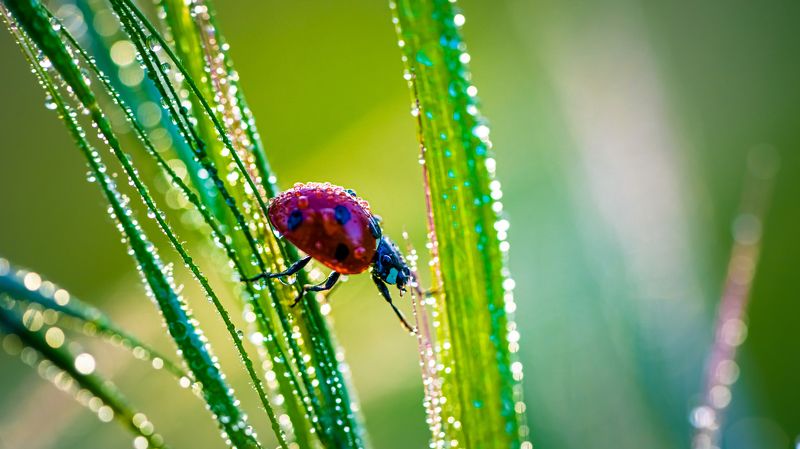 Приключения божьей коровки фото превью