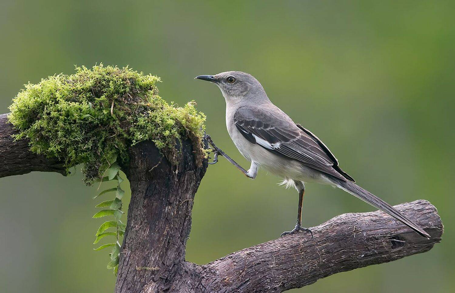 многоголосый пересмешник, northern mockingbird, пересмешник, Etkind Elizabeth