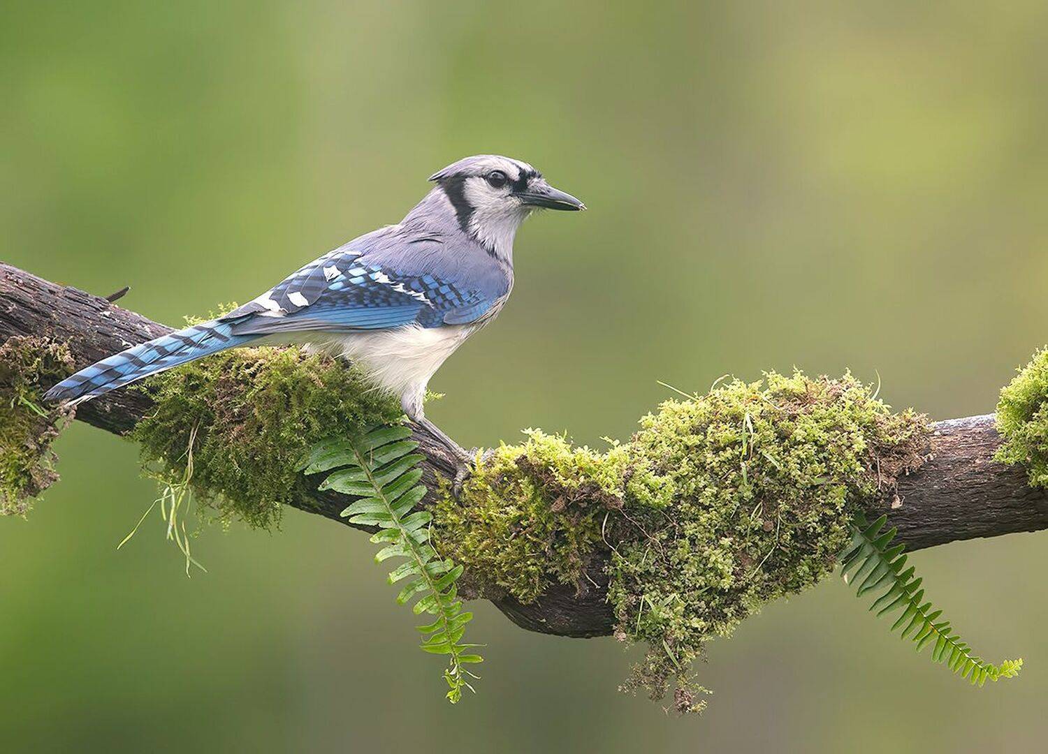 cойка, blue jay, jay,весна, Etkind Elizabeth