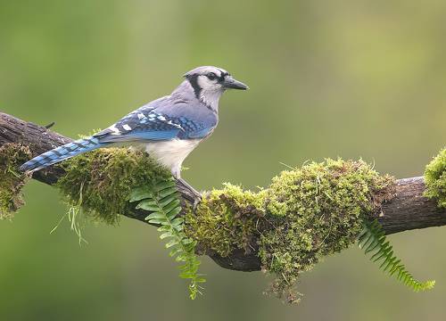 Blue Jay - Голубая сойка